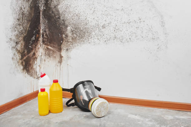 Crawl Space Mold Removal in Thomaston, NY