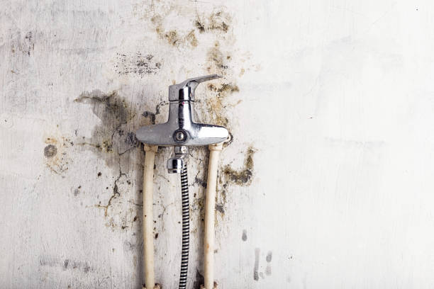 Best Toxic Mold Removal  in Thomaston, NY