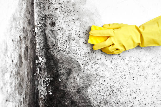 Professional Mold Removal in Thomaston, NY