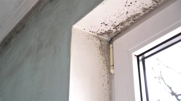 Best Crawl Space Mold Removal  in Thomaston, NY