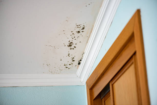 Home Mold Removal in Thomaston, NY