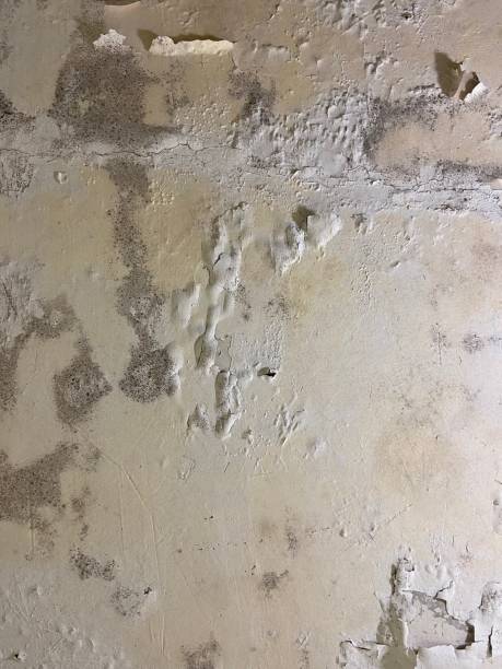 Best Attic Mold Removal  in Thomaston, NY