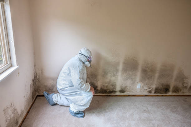 Mold Testing and Removal in Thomaston, NY