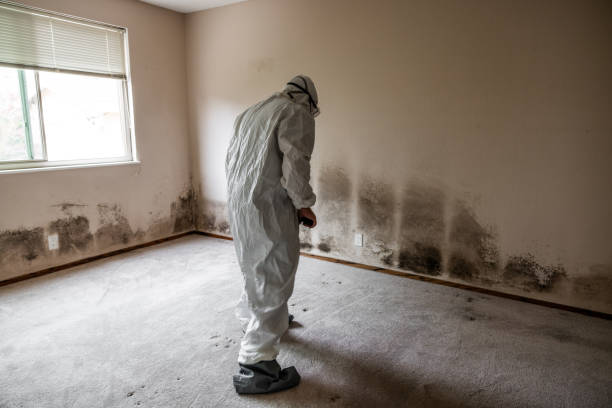 Best Mold Testing and Removal  in Thomaston, NY
