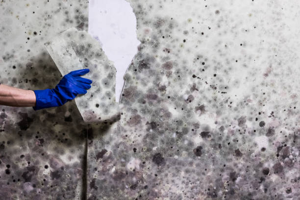Best Commercial Mold Removal  in Thomaston, NY