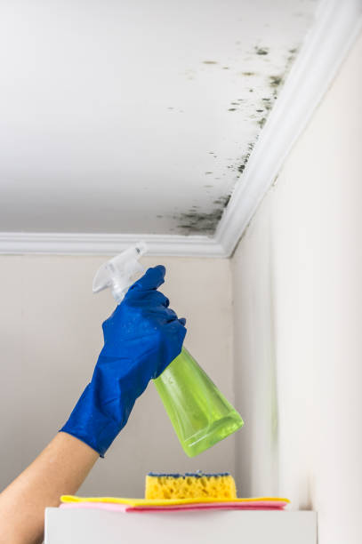 Best Home Mold Removal  in Thomaston, NY