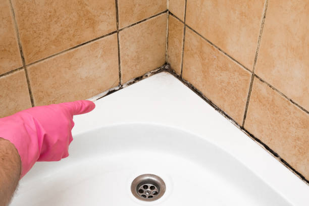 Best Professional Mold Removal  in Thomaston, NY