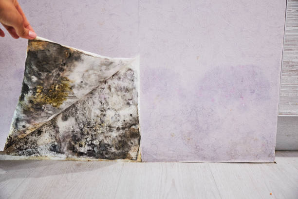 Best Mold Damage Repair  in Thomaston, NY